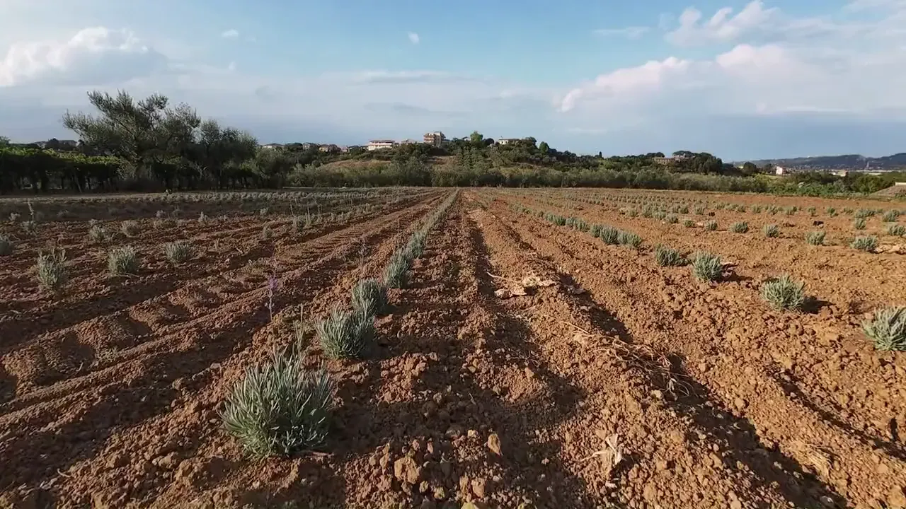 File di piantine di lavanda nella terra rossa.