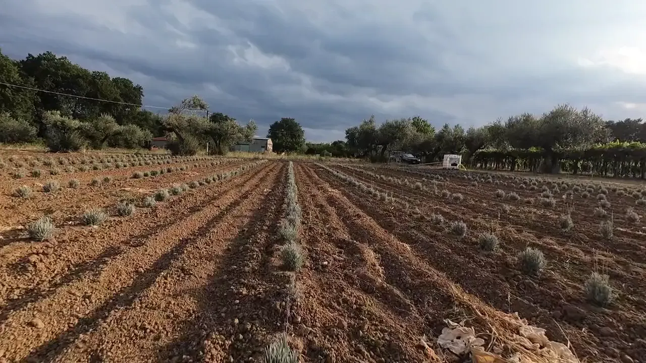 Le file di lavanda giovane e, in fondo, la casa della tenuta.