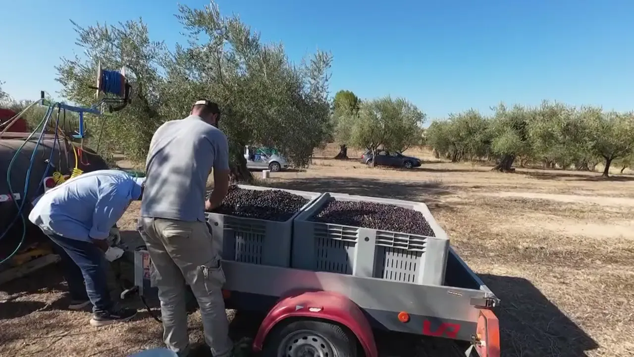 Le casse piene di olive appena raccolte.