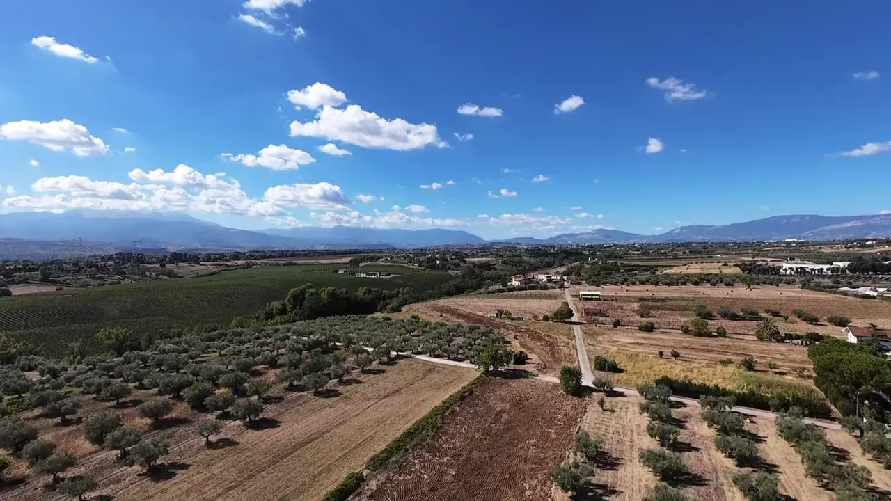 Gli ulivi della tenuta visti dall’alto, sulle colline, con le montagne sullo sfondo.